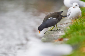 Moorhen, Common Moorhen, Gallinula chloropus Moorhen, Common Moorhen, Gallinula chloropus